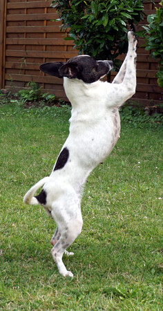 annie-jumping.jpg